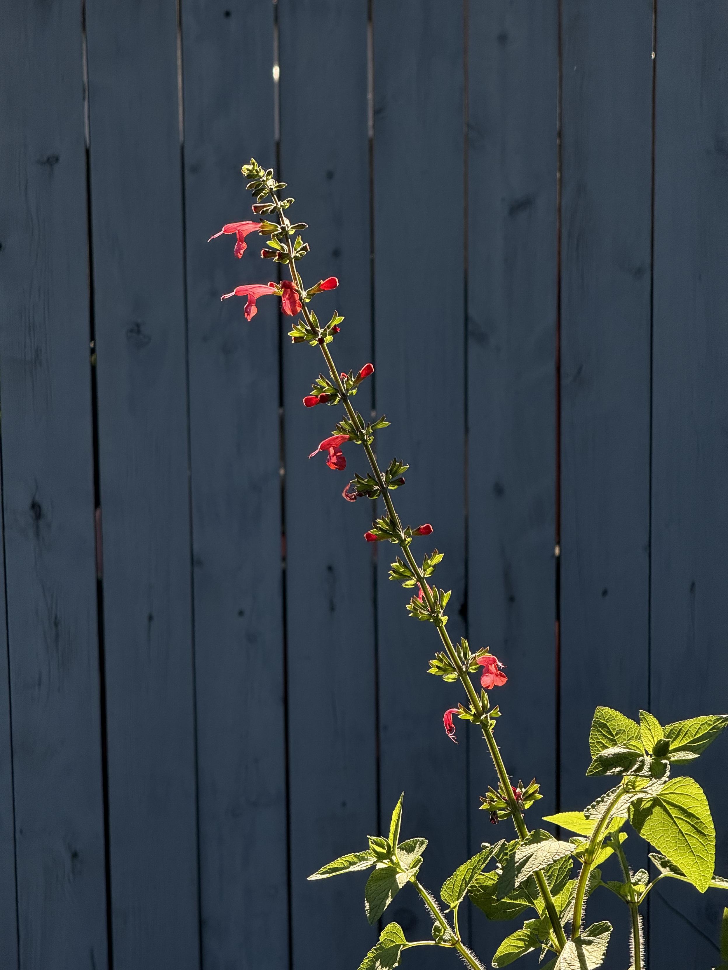 Scarlet sage, Salvia coccinea, native to Mexico and the southeastern US. Backlit by late afternoon sun against a dark shaded blue fence, it stands out like a bright green and red spotlight.